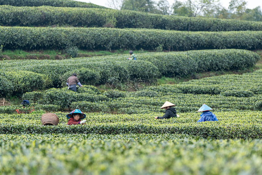 福鼎白茶茶山上采茶的茶农图片