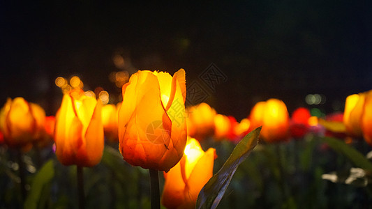 绿意郁金香花海夜景背景