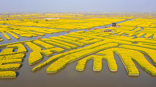 春季自然风光油菜花江苏兴化千垛景区背景