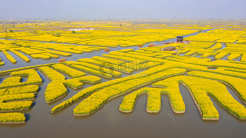 春季自然风光油菜花江苏兴化千垛景区图片