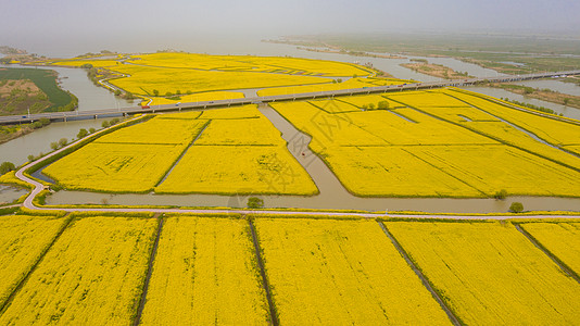 江苏扬州高邮湖上花海高清图片