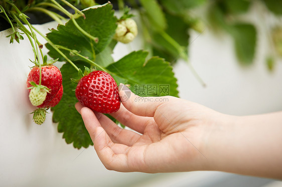 大棚培育草莓特写图片
