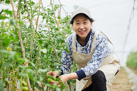 农民蔬菜大棚采摘蔬菜图片