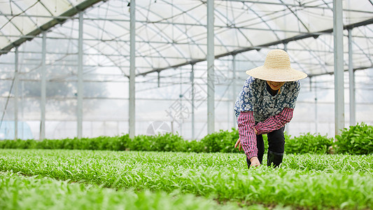 茼蒿大棚除草的农民背景图片