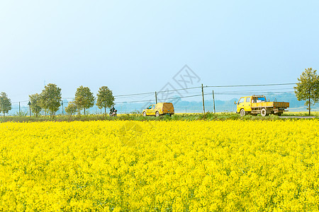 油菜花田乡村公汽车图片