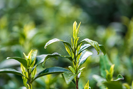 谷雨采茶插画安吉白茶茶芽背景