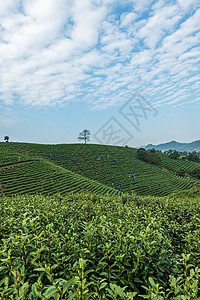 种植环境安吉茶园背景