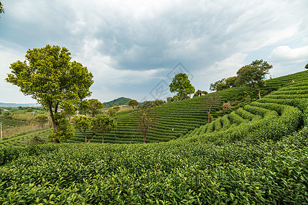 安吉茶园图片