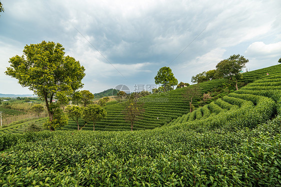 安吉茶园图片