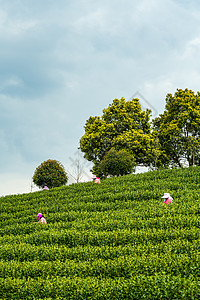 谷雨采茶安吉茶园背景