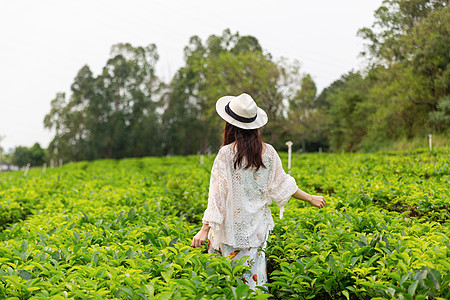 茶园夏季绿色茶叶花纹高清图片