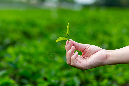 人与植物茶园背景