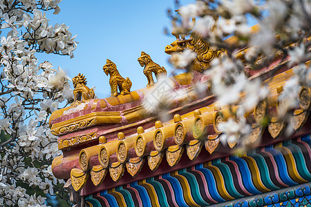 花下漫步玉兰花下宫殿背景