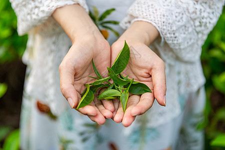 手捧茶叶夏季绿色茶叶花纹高清图片