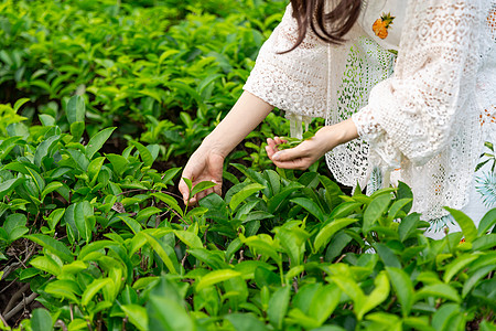 采茶夏季绿色茶叶花纹高清图片