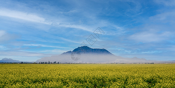 呼伦贝尔油菜花风景背景