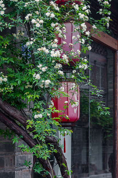 木香花图片