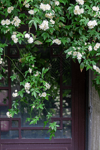 木香花图片