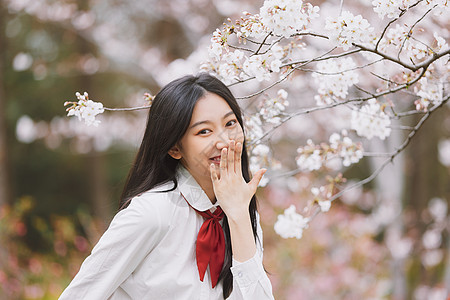 美女大学生逛游公园赏樱花背景图片