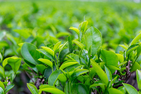 茶园采茶背景