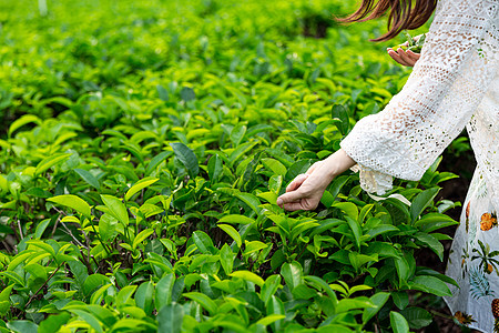 茶园采茶背景图片