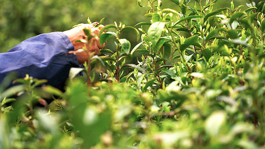 茶农采茶夏季绿色茶叶花纹高清图片