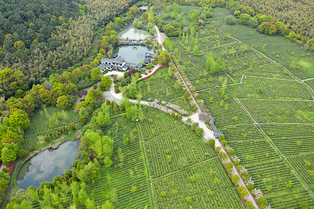 苏州碧螺春苏州旺山叆叇岭景区茶园背景