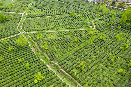 苏州碧螺春苏州旺山碧螺春茶园背景