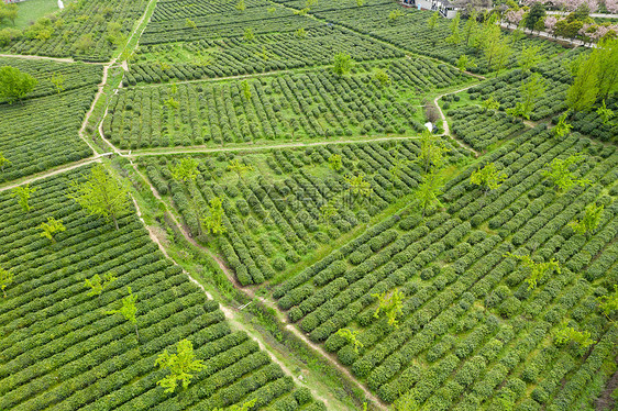 苏州旺山碧螺春茶园图片