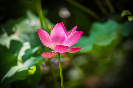 荷花池图片