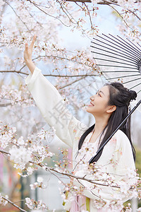 樱花树下古风汉服樱花美女撑伞赏花背景