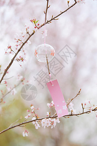 樱花木质小标签樱花树上悬挂风铃背景