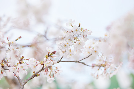 春季樱花季樱花特写图片