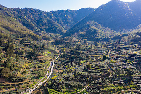 黄山猴坑村茶园高清图片