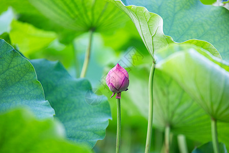 蜻蜓荷花背景