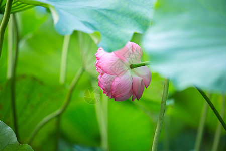 荷花背景图片