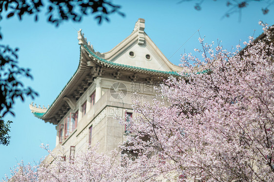 武汉大学樱花图片