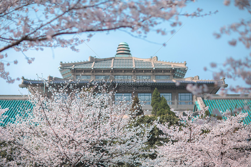 武汉大学樱花图片