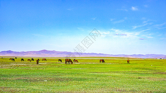 内蒙古大数据草原上的马群背景