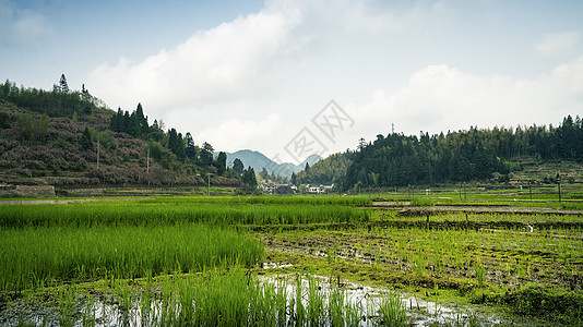 浙江丽水景宁畲族稻田图片