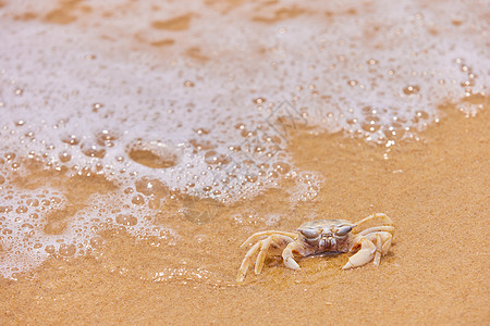 海边螃蟹退潮涨潮高清图片