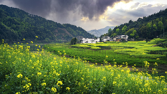 黄色稻田皖南安徽歙县石潭徽州风景背景