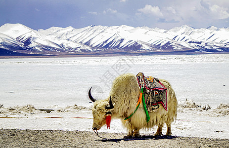 牦牛雪山冬天西藏念青唐古拉山下的牦牛背景