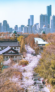 青海寺庙江苏南京春天鸡鸣寺樱花背景