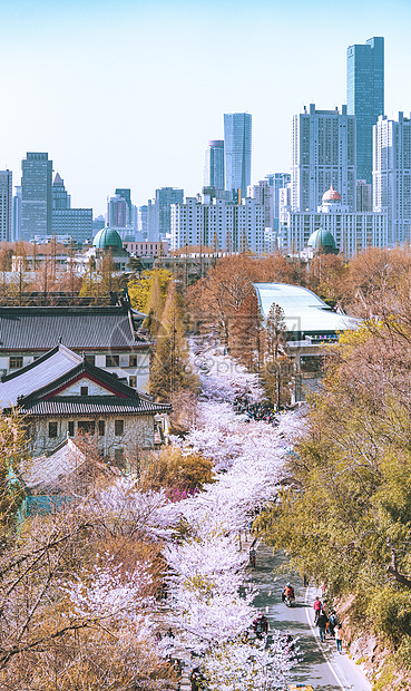 江苏南京春天鸡鸣寺樱花图片