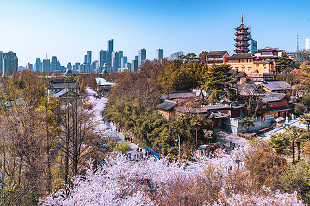 江苏南京春天鸡鸣寺樱花背景图片