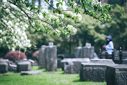 古代建筑江苏南京午朝门绣球花背景