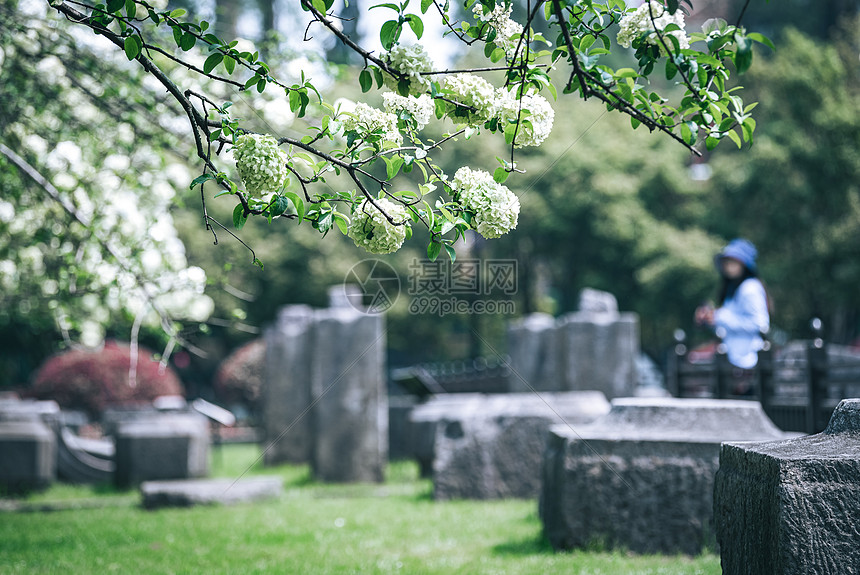 江苏南京午朝门绣球花图片