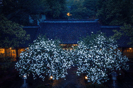 江苏南京清凉山崇正书院绣球花夜景图片