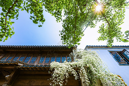 江苏南京老门东传统建筑与木香花图片